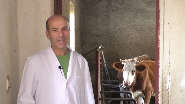 Vaksinohen rreth 1000 gjedhë kundër sëmundjes gungore-Lajme