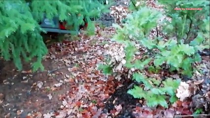 Transforming an Abandoned Villa Hügel into a Cozy Tiny Home 🏡