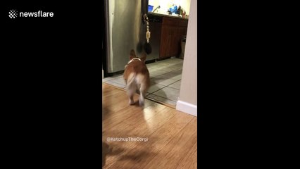 Smart corgi dog gets owner a beer from the fridge