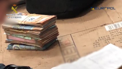 Desmantelan una red internacional que introducía almeja japónica