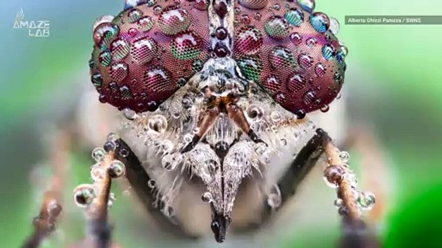 Stunning Macro Shots Capture Insects Coated in Tiny Raindrops