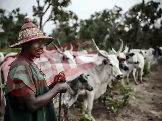 Teuss: " Mon employé de berger a disparu avec mes 30 boeufs"