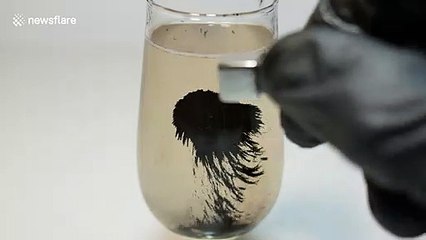 下载视频: Scientist creates mesmerising experiment using metal powder, magnets and water