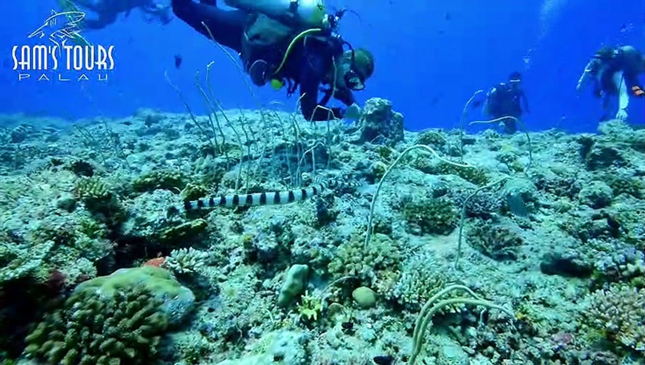 PALAU