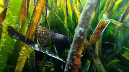 Face to Face with an Impressive Moray Eel