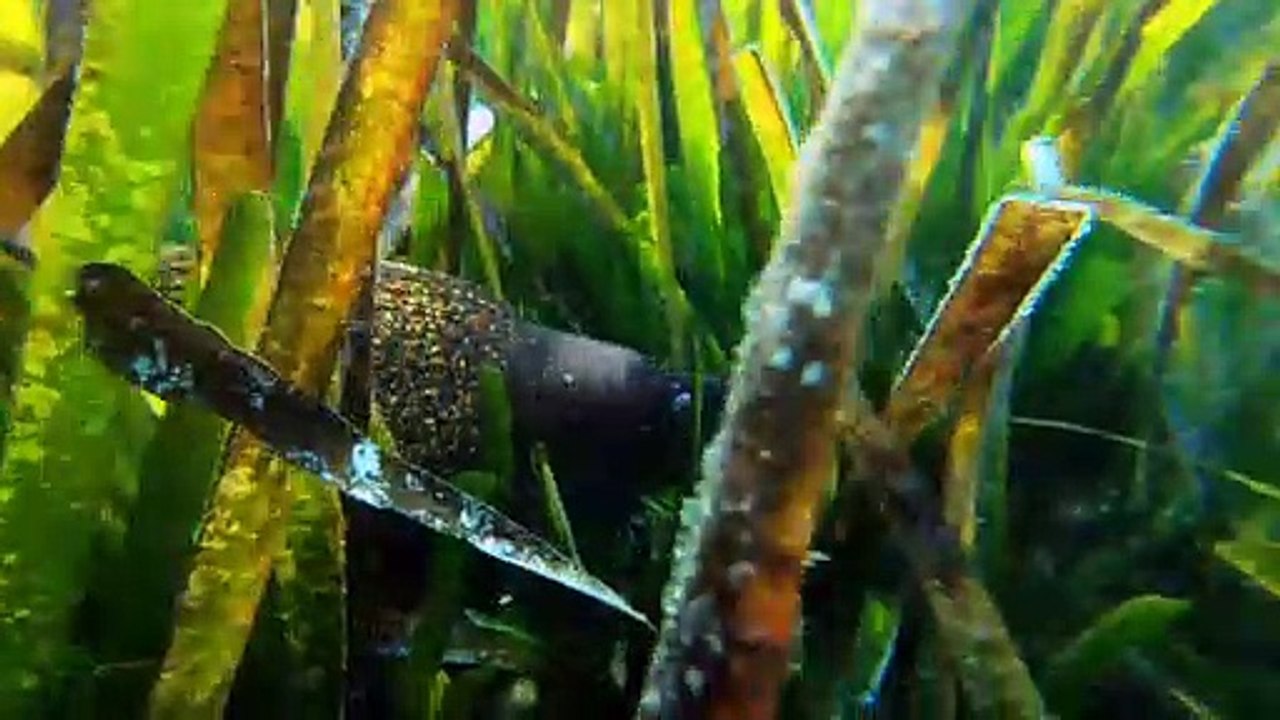 Face to Face with an Impressive Moray Eel