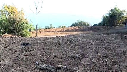 Adalar'da ruam hastalığına yakalanan 81 at itlaf edildi