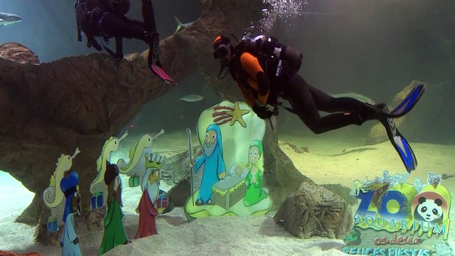 Zoo Aquarium de Madrid inaugura su tradicional belén de tiburones
