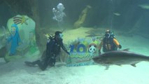 Zoo Aquarium de Madrid inaugura su tradicional belén de tiburones