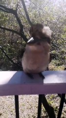 Wild Kookaburra Comes for Daily Feed