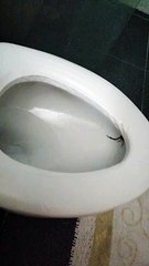 Scorpion Surprise After Sitting on the Toilet