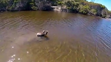 El adorable baño de este koala lo peta en las redes