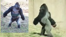 Este gorila bípedo deja atónitos a los turistas al 'evolucionar' frente a sus ojos