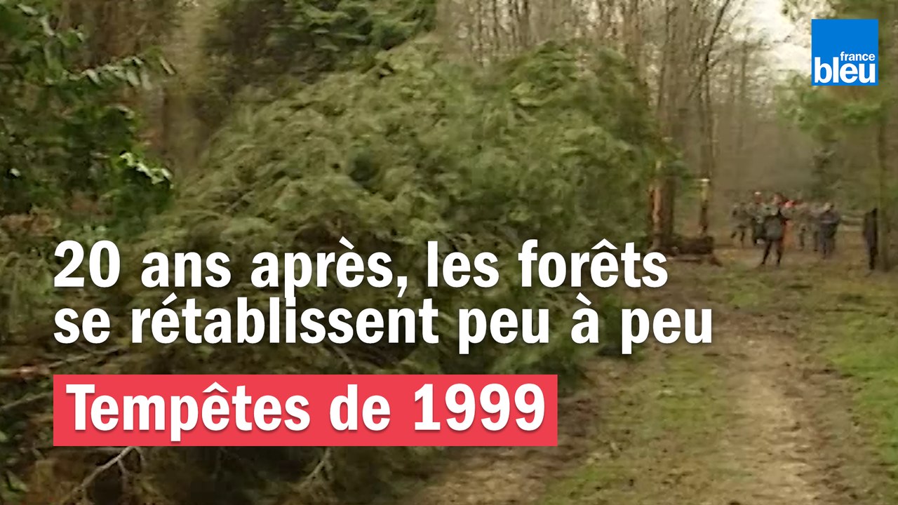 Tempêtes de 1999 - 20 ans après, les forêts de rétablissent peu à peu