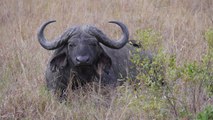 Este búfalo ahuyenta a 14 leones para poder despedirse de su cría muerta