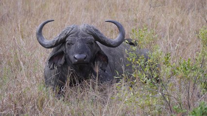 Este búfalo ahuyenta a 14 leones para poder despedirse de su cría muerta