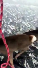 Cette vidéo adorable du sauvetage de trois cerfs sur un lac gelé fait des millions de vues