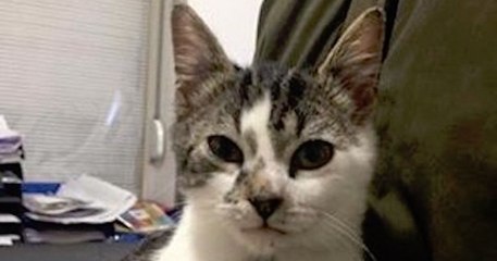 Le chaton qui a été enfermé dans un micro-ondes allumé par deux adolescents a été adopté, la SPA porte plainte