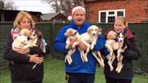 Seven puppies saved from death find new owners before Christmas