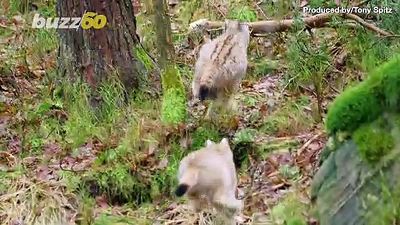 Video of Wild Elephant Performing Acrobatic Circus Trick Goes Viral