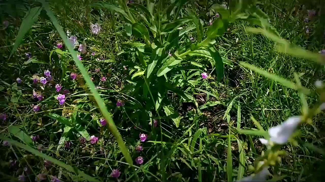 Timelapse  sunrise and sunset