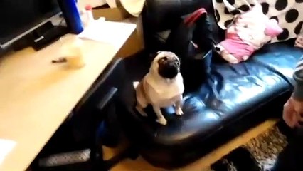 Le enseña al perro de su novia el saludo nazi y ahora podría ir a la cárcel