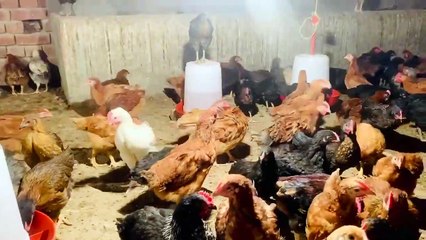 Desi murgi palan kaise karey ll punjab
