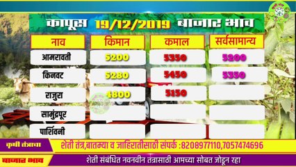 आजचा कापूस बाजार भाव|19 डिसेंबर 2019 कापूस बाजार भाव