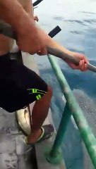 Un requin-baleine demande de l'aide à des pêcheurs (Malaisie)