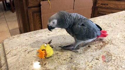 Parrot goes to battle with Santa&apos;s reindeer imposter