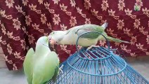 Parrot Talking And Saying Mian Mitthu So Cute