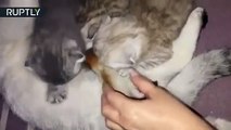 Esta gata se convierte en la madre adoptiva de una ardilla