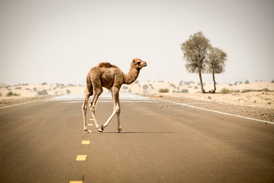 Un rayo mata a 11 camellos en Arabia Saudí