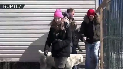 Un leopardo y un perro se convirtieron en amigos inseparables de este zoo