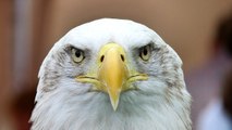 El vuelo del águila y los 7 ataques más fulminantes que puedes imaginar