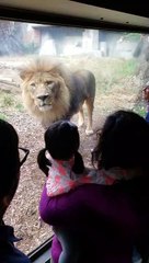 Ce lion vient à la rencontre des enfants au Zoo contre la vitre !