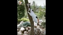 Cette maman chat vient chercher son petit coincé dans l'arbre