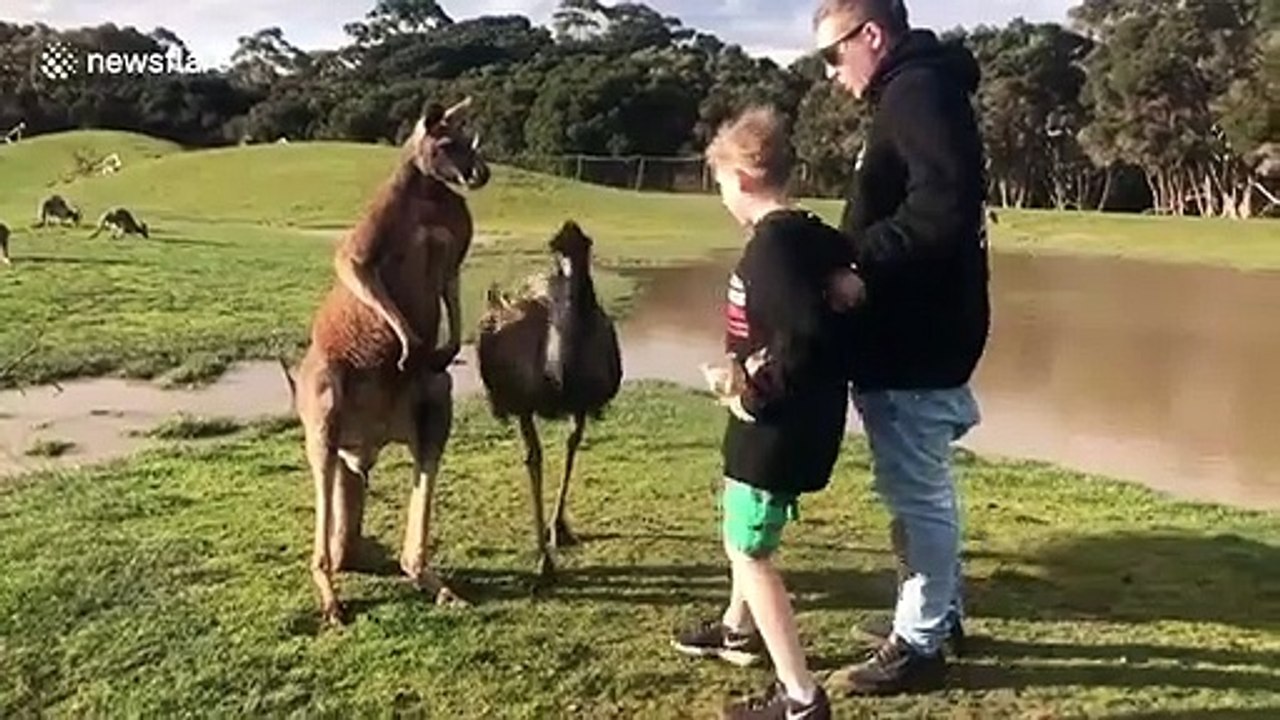Ce kangourou déteste les enfants... Bim