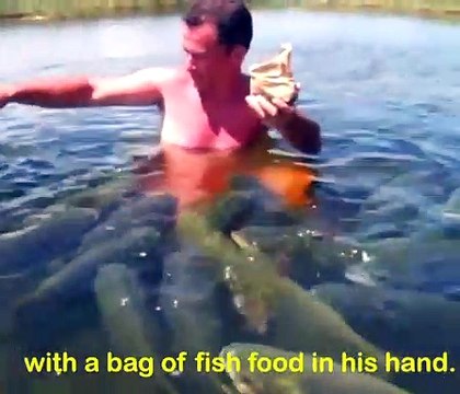 Cet homme est entouré de centaines de gros poissons
