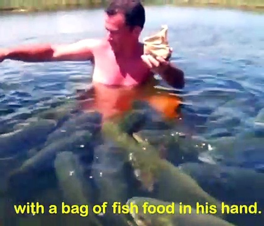 Cet homme est entouré de centaines de gros poissons