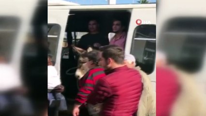 Yaylaya terk edilen eşek için seferber oldular