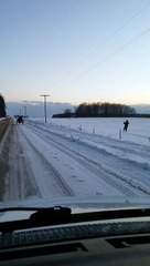 Amish Man Skis Behind Horse Drawn Wagon