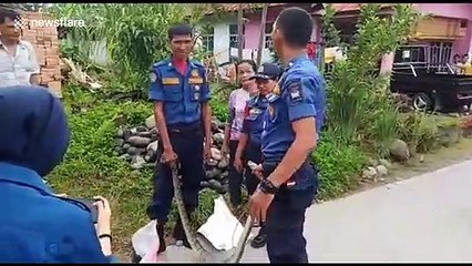 Massive python caught eating chickens in Indonesia
