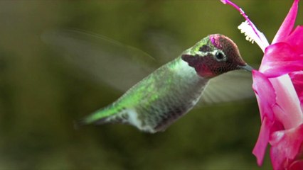 This Is Where Hummingbirds Go Every Winter