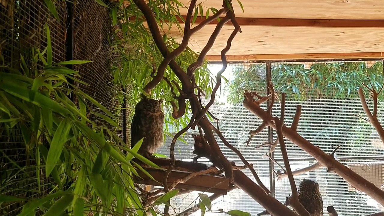 Inne Zoo W Holandii Cz 2