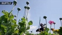 Así destruyen los militares un campo de amapolas destinadas a la producción de opio en Afganistán