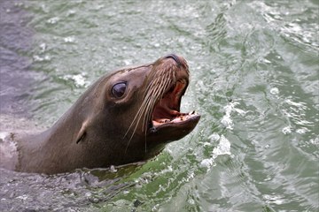 Este lobo marino varado enternece a las redes