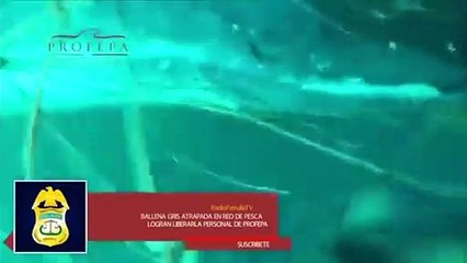 Así rescatan a esta ballena gris atrapada