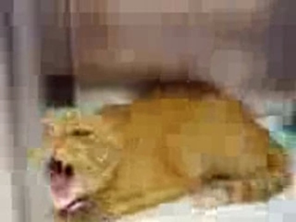 Hell cat