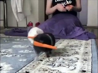 Estos animalitos enternecen a las redes